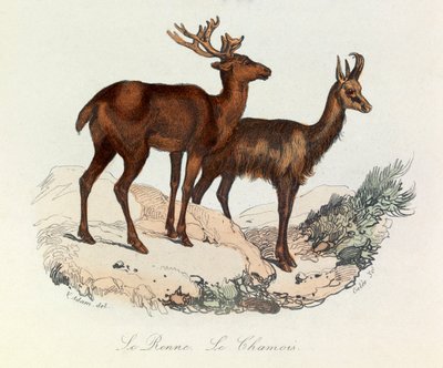 Ilustração do livro "Obras Completas de Buffon": Os quadrúpedes: Le reinne et la chamois (gravura) de Unknown artist