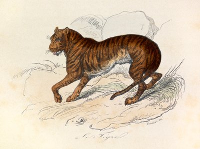 Ilustração do livro "Obras Completas de Buffon": Os quadrúpedes: O tigre (gravura) de Unknown artist