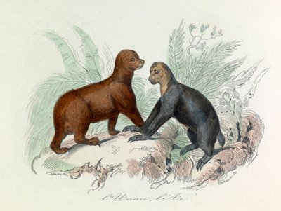 Ilustração do livro "Obras Completas de Buffon": Os quadrúpedes: L