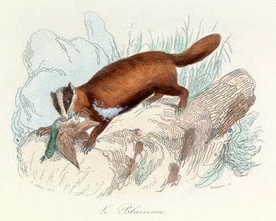 Ilustração do livro "Obras Completas de Buffon": Os animais: O texugo (gravura) de Unknown artist