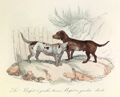 Ilustração do livro "Obras Completas de Buffon": Os animais: O basset com pernas torácicas e o basset com pernas rectas (gravura) de Unknown artist