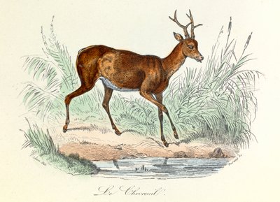 Ilustração do livro "Obras Completas de Buffon": Os animais: O veado (gravura) de Unknown artist