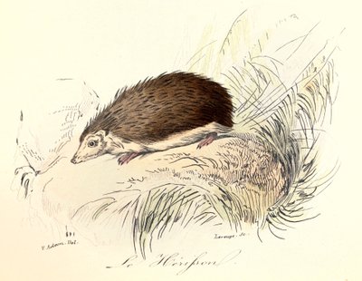 Ilustração do livro "Obras Completas de Buffon": Os animais: Le herisson (gravura) de Unknown artist