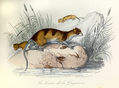 Ilustração do livro "Obras Completas de Buffon": Os animais domésticos: A lontra da Guiana (gravura) de Unknown artist