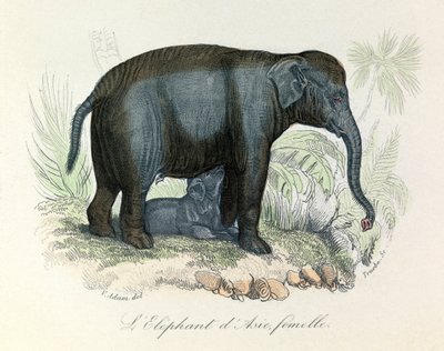 Ilustração de um elefante asiático fêmea do livro de Buffon, classificado por Linnaeus e Cuvier (gravura) de Unknown artist