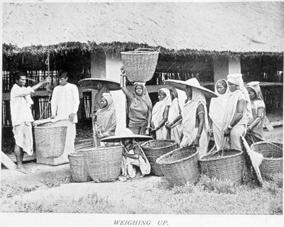 A colheita do chá da Índia: chá dos camponeses indianos que pesam de Unknown artist