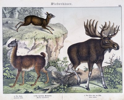Lama, alce (alce) - em "Natural histories of mammals", ed. Schreiber de Unknown artist