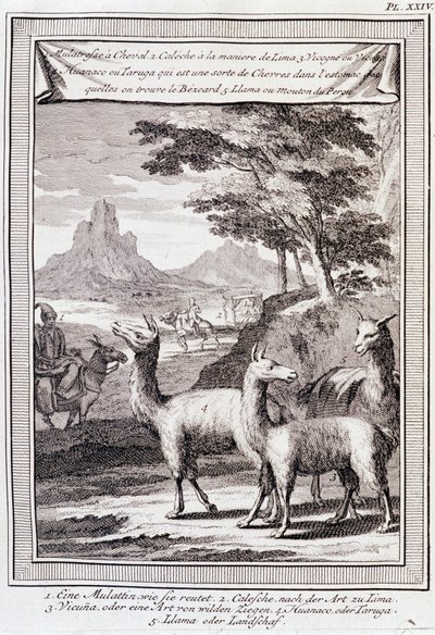 Lamas do Peru - em "Viagem Histórica da América do Sul feita pela Ordem do Rei de Espanha por Don George Juan e Don Antoine de Ulloa", T.1, no C.A. Jombert, Librairie du Roi, Paris de Unknown artist