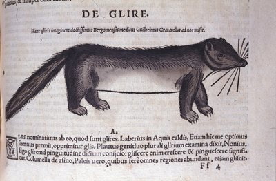O dormitório em Historia Animalium por Conrad Gesner (1516 - 1565), Tiguri de Unknown artist
