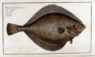 O pregado ou Pleuronectes Platessa após Marc Elieser Bloch Ichtyologie Paris - Berlim - Londres 1787 de Unknown artist