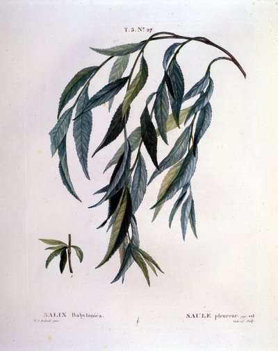 Folha de salgueiro chorão (Salix babylonica). de Unknown artist