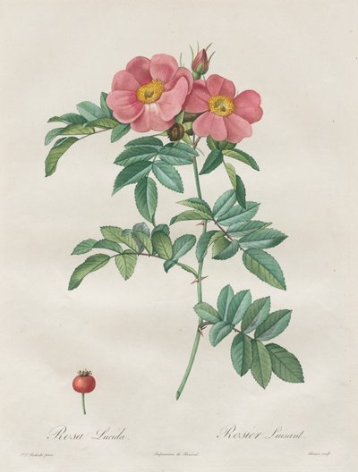 As Rosas: Rosa Lúcida de Unknown artist