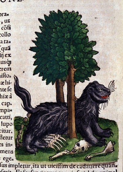 Lion. in Historia Animalium de Conrad Gesner (1516 - 1565), Tiguri de Unknown artist