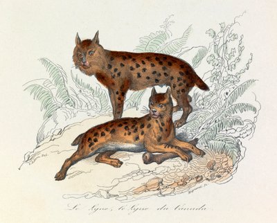 Lince e lince do Canadá, dois mamíferos quadrúpedes, classificados por Linneene e Cuvier (gravura) de Unknown artist
