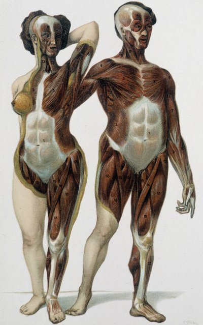 Homem e mulher esfolados: músculos - livro de medicina, final do século XIX de Unknown artist