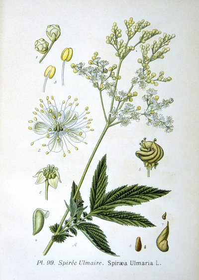 Meadowsweet de Unknown artist