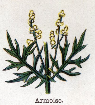 Plantas medicinais e botânicas alimentares: escova de sálvia. Gravura em "La medicinal naturelle", de Friedrich Eduard Bilz (1842-1922) de Unknown artist