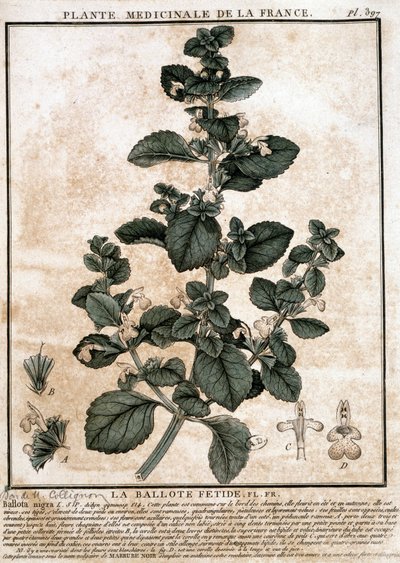 Planta medicinal da França: o fetid belotte. de Unknown artist