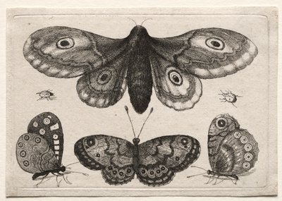 Escaravelhos e vermes de várias figuras e formas: uma mariposa, três borboletas e dois besouros de Unknown artist