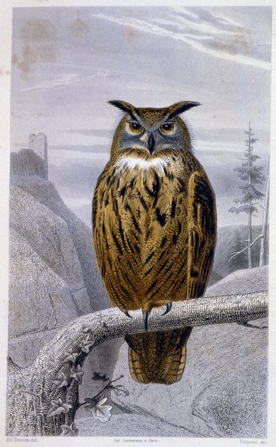 Placa de História Natural: Coruja: O Grão-Duque (Grand Duke) - em "Obras de Buffon", T.5, ed. Fume Jouvet & Cie de Unknown artist