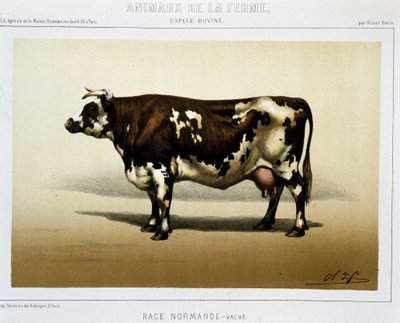vaca normanda de Unknown artist