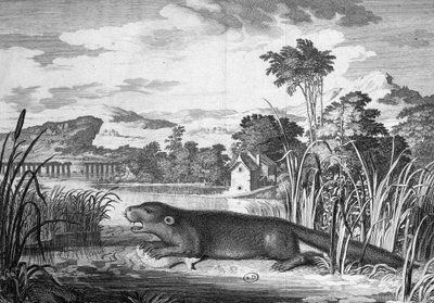 Lontra - gravura de Unknown artist
