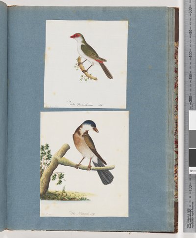 Página 105. Finch de sobrancelha vermelha. 106. Pássaro Não Identificado de Unknown artist