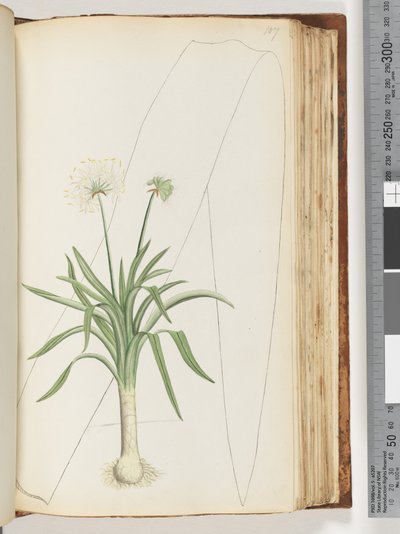 Página 107. Sem inscrição. Planta não identificada de Unknown artist