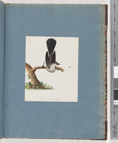 Página 107. Pássaro não identificado de Unknown artist