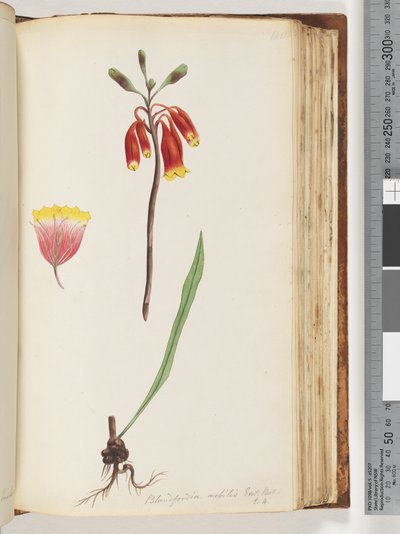 Página 110. Blandfordia nobilis Exot. Bot - t. 4. Sino de Natal de Unknown artist