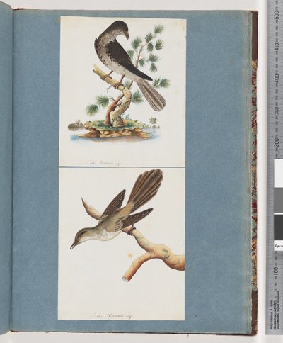 Página 119. Pássaro não identificado. 120. Pássaro Não Identificado de Unknown artist