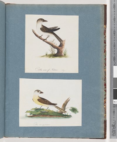 Página 121. Pássaro não identificado. 122. Pássaro Não Identificado de Unknown artist