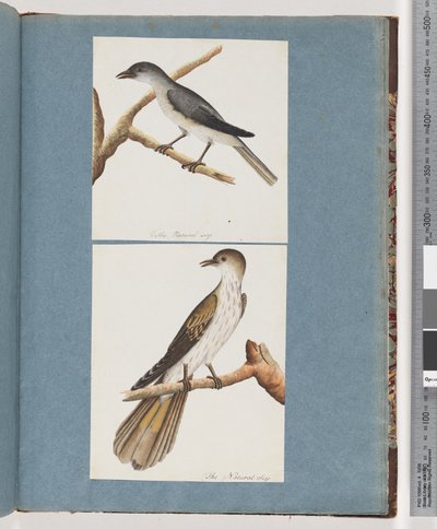 Página 127. Pássaro não identificado. 128. Pássaro Não Identificado de Unknown artist