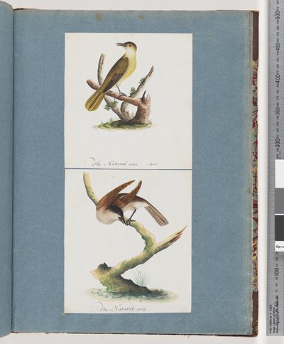 Página 129. Pássaro não identificado. 130. Pássaro não identificado de Unknown artist