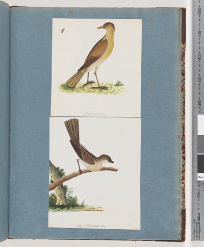 Página 131. Pássaro não identificado. 132. Pássaro Não Identificado de Unknown artist
