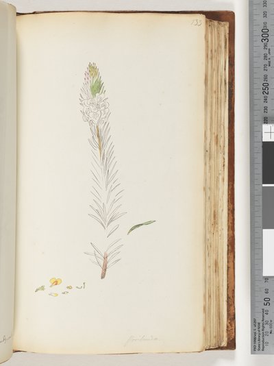 Página 133. Desenho inacabado de Floribunda de Unknown artist