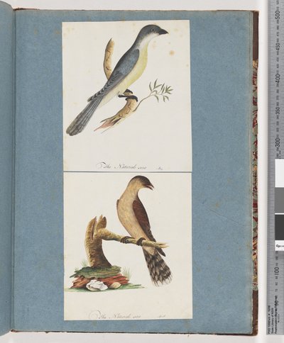 Página 138. Pássaro não identificado. 139. Pássaro Não Identificado de Unknown artist