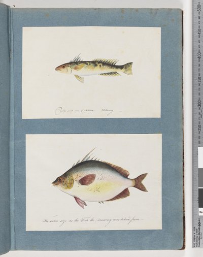 Página 13. Peixes não identificados. 14. Peixe não identificado de Unknown artist
