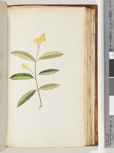 Página 140. Flor não identificada, outubro de 1794 de Unknown artist