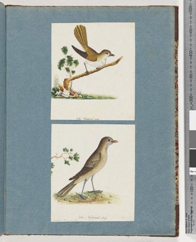 Página 142. Pássaro não identificado. 143. Pássaro Não Identificado de Unknown artist