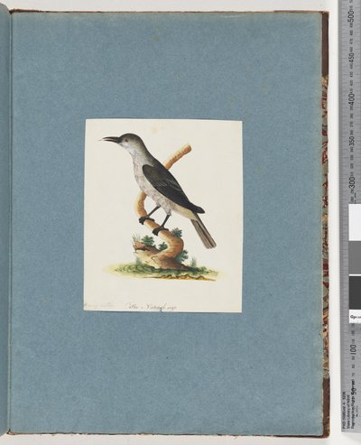 Página 146. Pássaro não identificado. Honeyeater de Unknown artist