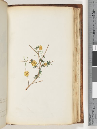 Página 155. Planta não identificada de Unknown artist