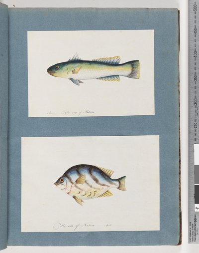 Página 15. Peixes não identificados 16. Peixes não identificados de Unknown artist