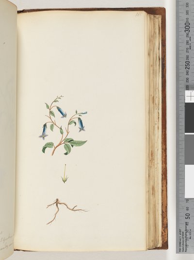 Página 165. Planta não identificada de Unknown artist