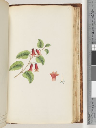 Página 169. Planta com flor sem nome de Unknown artist
