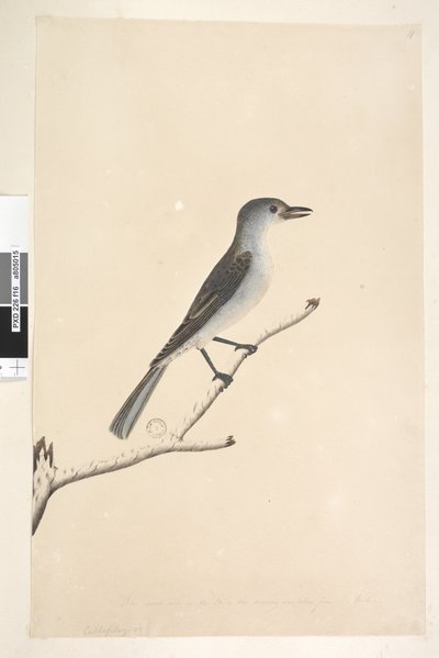Página 16. Ceblephyris ao longo da borda inferior em mão diferente Do mesmo tamanho do pássaro de onde o desenho foi tirado. April Grey Shrike Thrush Gaita Colluricincla, 1791-92 de Unknown artist