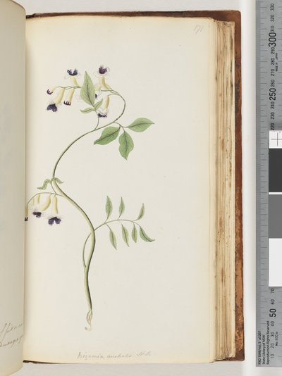 Página 171. Bignonia australis HK de Unknown artist
