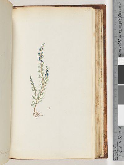 Página 176. Planta não identificada de Unknown artist