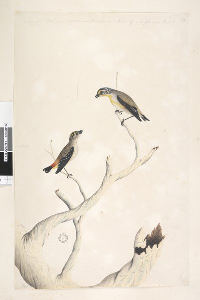 Página 17. Pardalotus. ao longo da borda superior na mão diferente de agosto. Ambos desenhados em tamanho natural. adicionado em terceira mão e supostamente de um tipo diferente Pardalote Malhado e Pardalote Estriado Oriental Pardalotus punctatus e Pardalo de Unknown artist