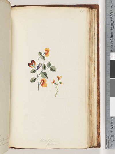 Página 180. Platylobium formosum - Handsome Flat-pea de Unknown artist
